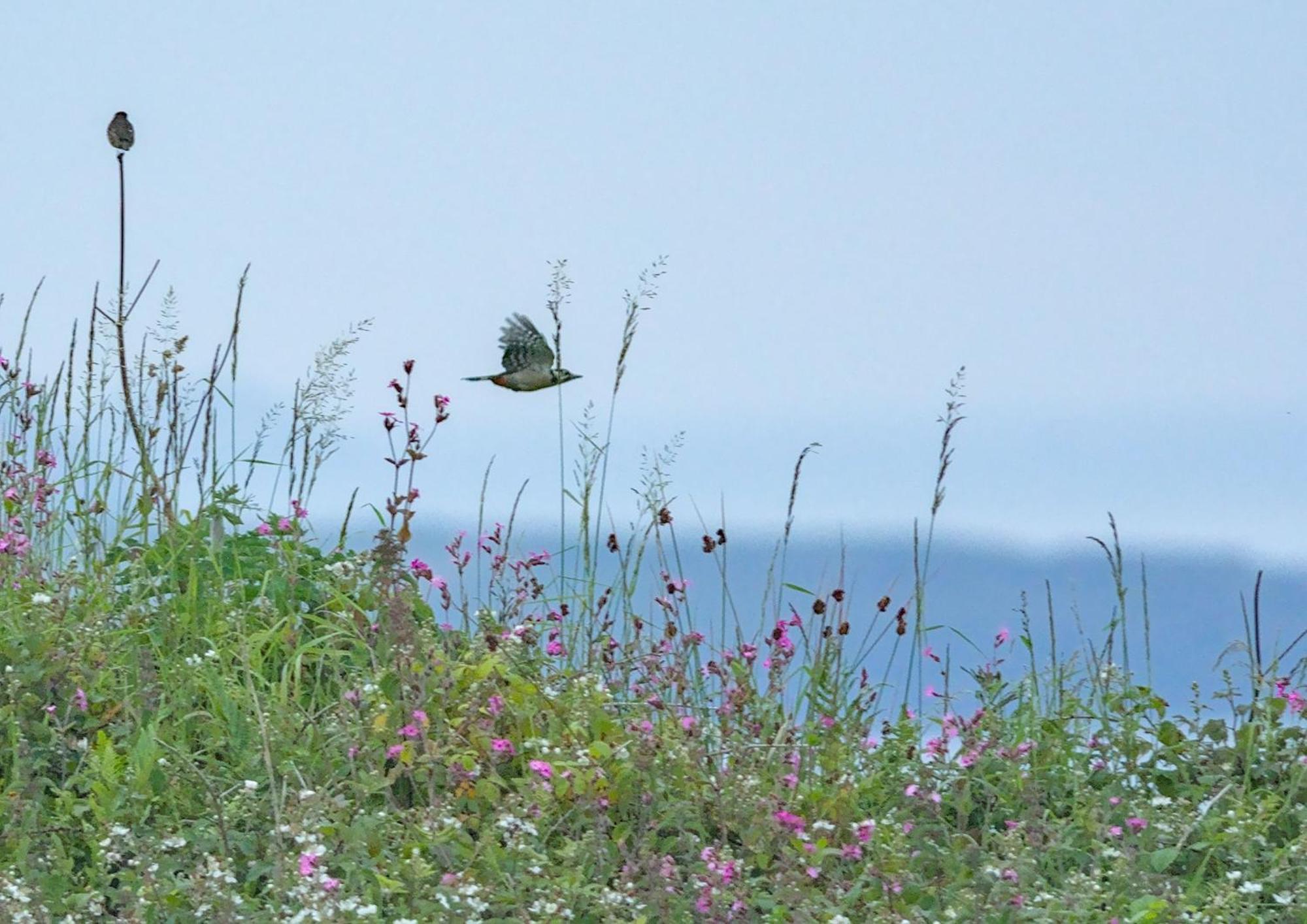 The Workshop- Eco Cottage By The Coastal Path Goodwick Eksteriør bilde